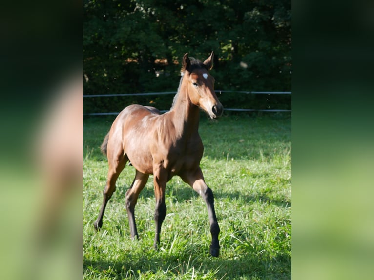Lusitanos Mestizo Semental Potro (05/2026) 158 cm Castaño in Geretsried