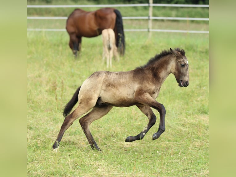 Lusitanos Mestizo Semental  160 cm Musgo marrón in Waldshut-Tiengen