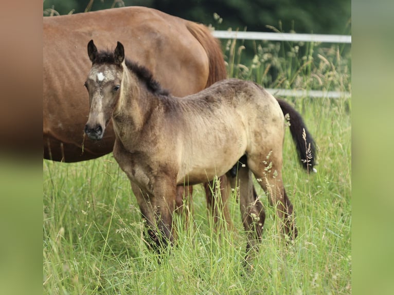 Lusitanos Mestizo Semental  160 cm Musgo marrón in Waldshut-Tiengen