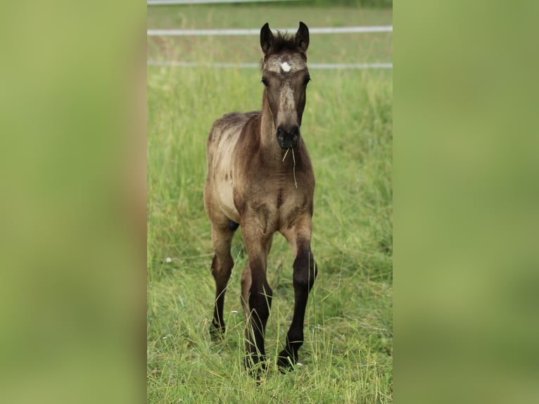 Lusitanos Mestizo Semental  160 cm Musgo marrón in Waldshut-Tiengen