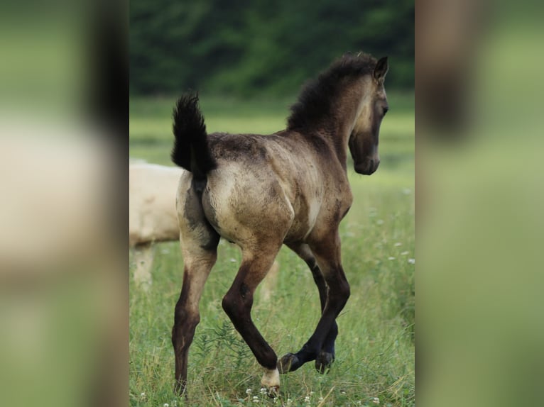 Lusitanos Mestizo Semental  160 cm Musgo marrón in Waldshut-Tiengen