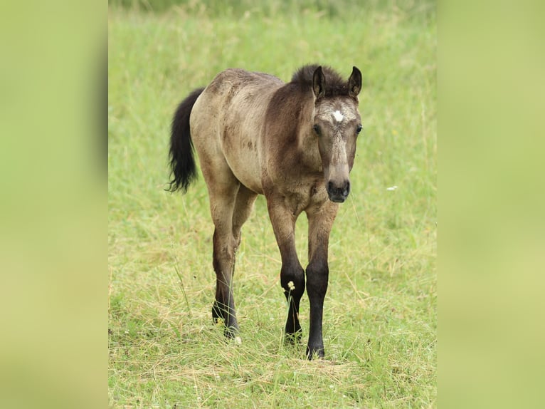 Lusitanos Mestizo Semental  160 cm Musgo marrón in Waldshut-Tiengen
