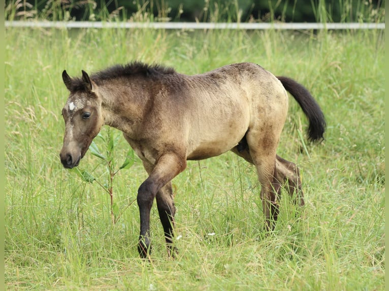 Lusitanos Mestizo Semental  160 cm Musgo marrón in Waldshut-Tiengen