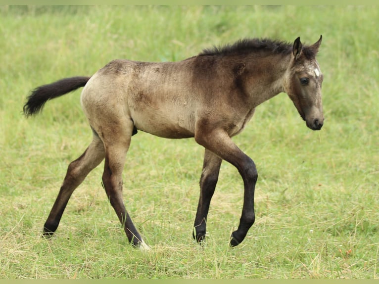 Lusitanos Mestizo Semental  160 cm Musgo marrón in Waldshut-Tiengen