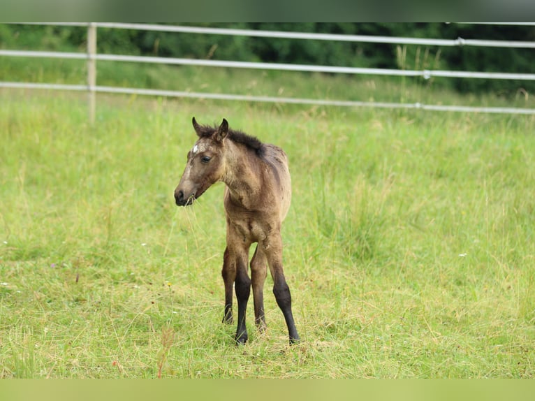 Lusitanos Mestizo Semental  160 cm Musgo marrón in Waldshut-Tiengen
