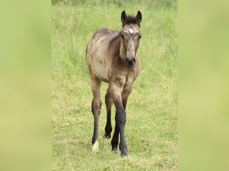 Lusitanos Mestizo Semental  160 cm Musgo marrón in Waldshut-Tiengen