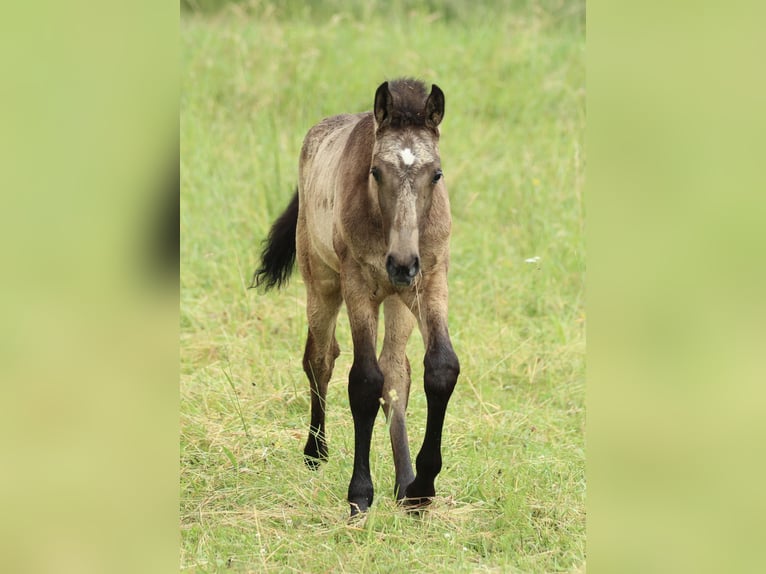 Lusitanos Mestizo Semental  160 cm Musgo marrón in Waldshut-Tiengen