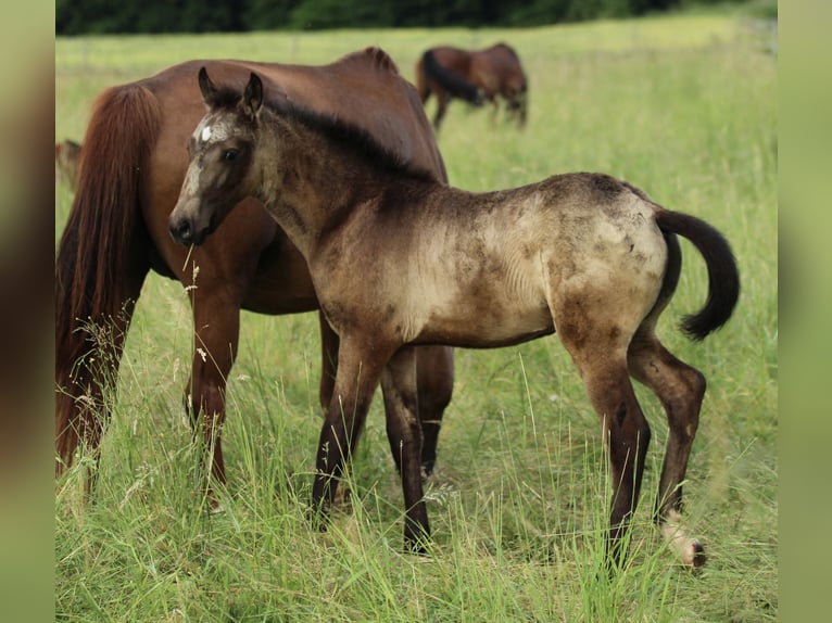 Lusitanos Mestizo Semental  160 cm Musgo marrón in Waldshut-Tiengen