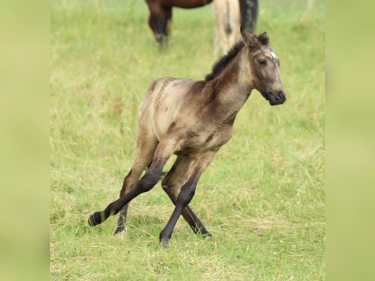 Lusitanos Mestizo Semental  160 cm Musgo marrón in Waldshut-Tiengen