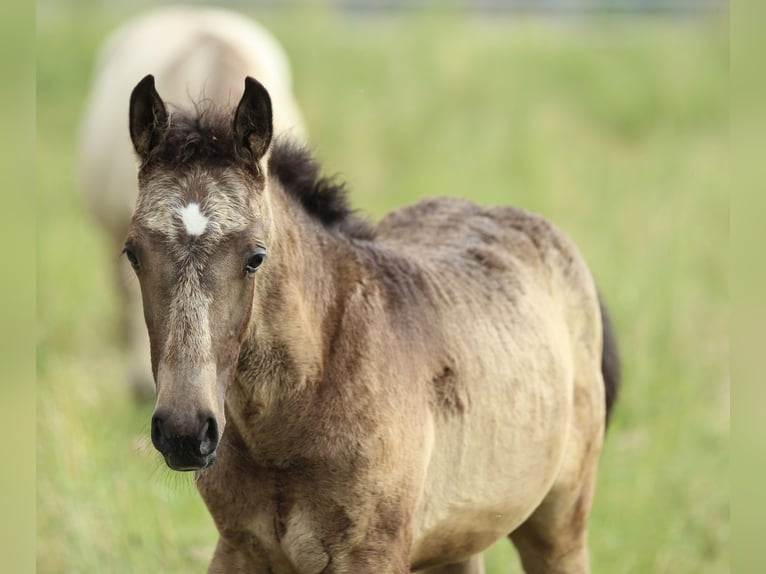 Lusitanos Mestizo Semental  160 cm Musgo marrón in Waldshut-Tiengen