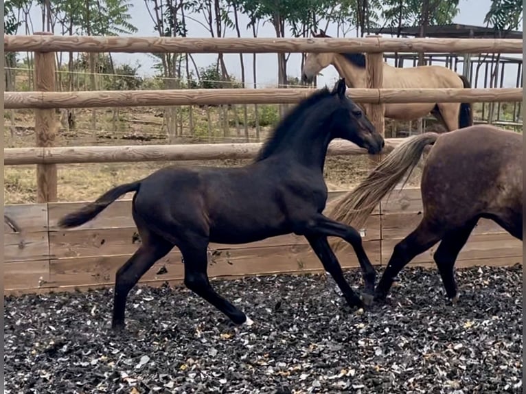 Lusitanos Mestizo Semental Potro (03/2026) 160 cm Negro in Générac
