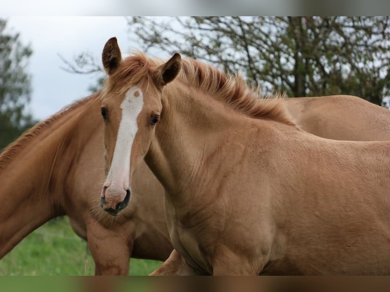 Lusitanos Semental Potro (03/2025) 160 cm Red Dun/Cervuno in Fuchstal