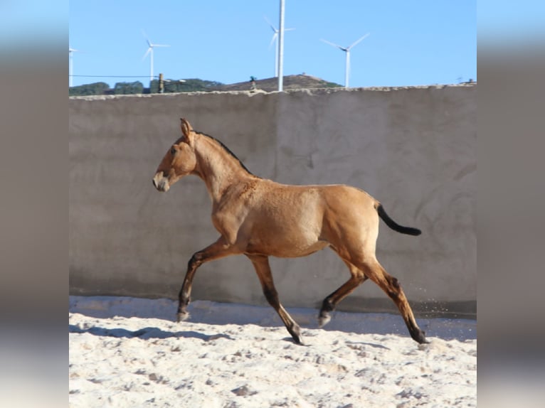 Lusitanos Semental Potro (03/2024) 163 cm Buckskin/Bayo in Rio-Maior