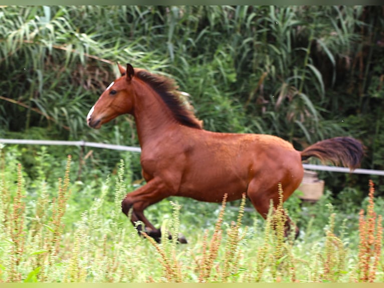 Lusitanos Semental Potro (03/2026) 164 cm Castaño in Crvalhais