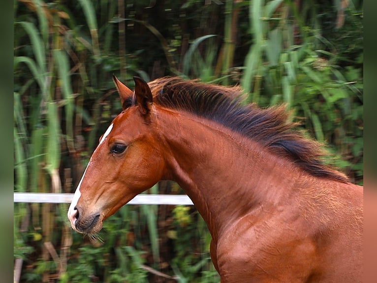 Lusitanos Semental Potro (03/2026) 164 cm Castaño in Crvalhais