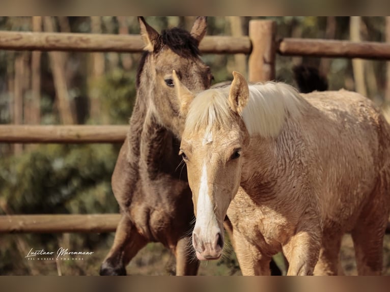 Lusitanos Semental Potro (03/2025) 164 cm Palomino in RIO MAIOR