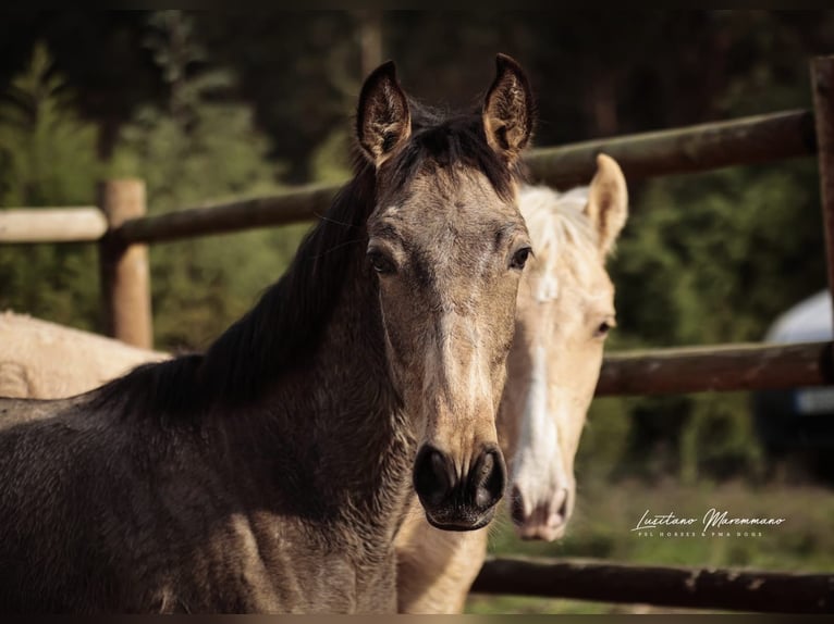 Lusitanos Semental Potro (03/2025) 164 cm Palomino in RIO MAIOR