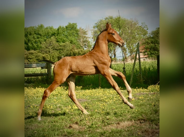 Lusitanos Semental Potro (04/2026) 165 cm Castaño in Bredene