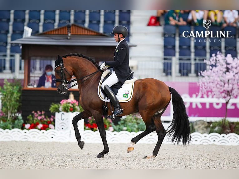 Lusitanos Semental  165 cm Castaño in Bredene
