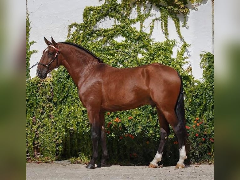 Lusitanos Semental  165 cm Castaño in Bredene
