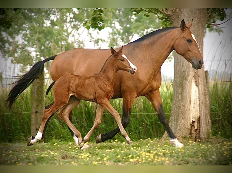 Lusitanos Semental  165 cm Castaño in Bredene