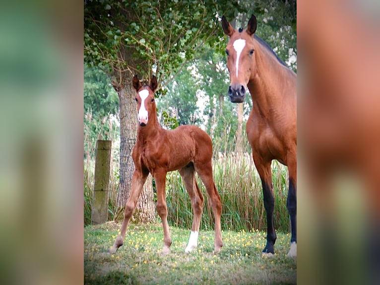 Lusitanos Semental  165 cm Castaño in Bredene