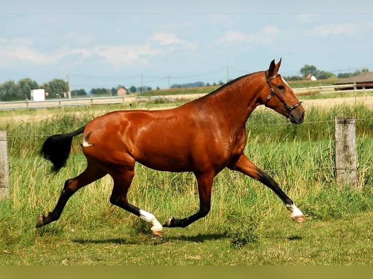 Lusitanos Semental  165 cm Castaño in Bredene