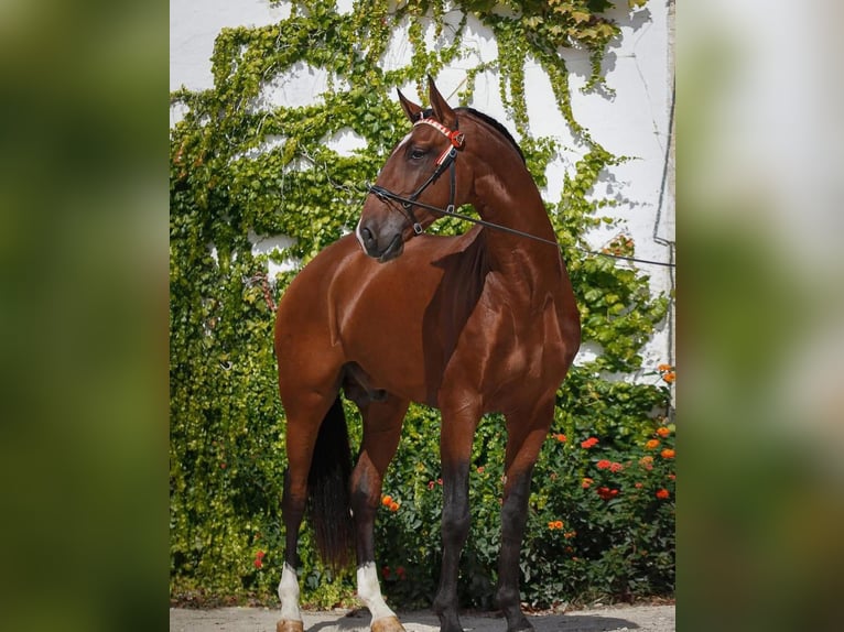 Lusitanos Semental  165 cm Castaño in Bredene