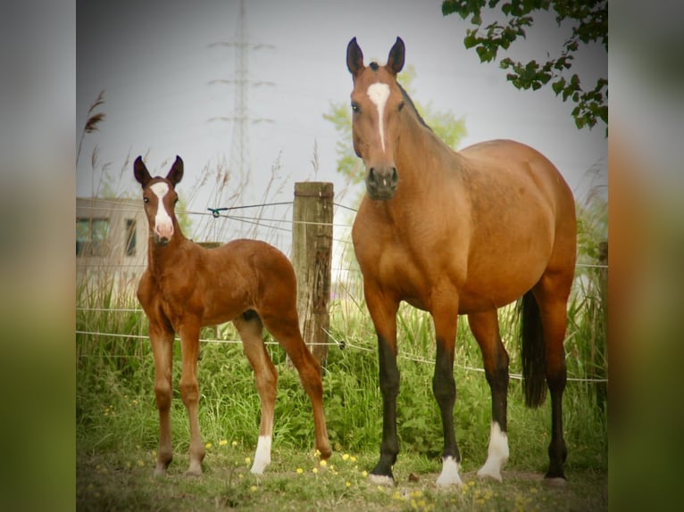 Lusitanos Semental  165 cm Castaño in Bredene