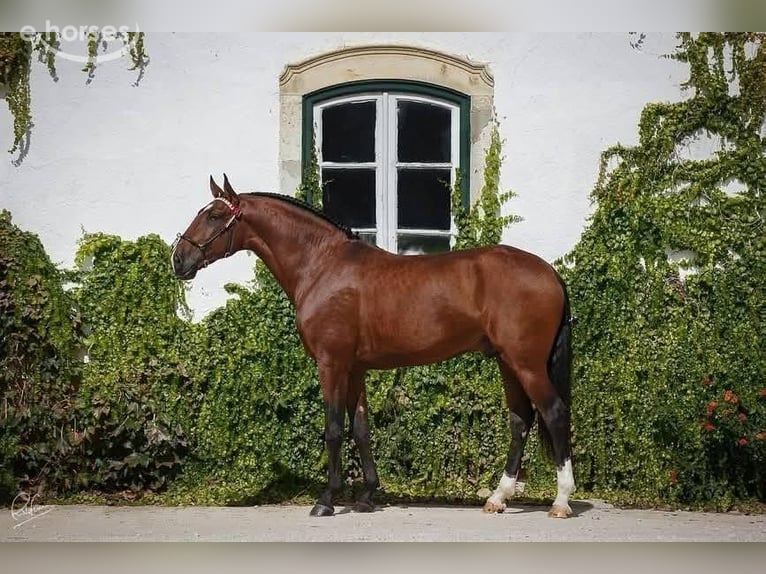 Lusitanos Semental Potro (05/2026) 165 cm Castaño oscuro in Lothey