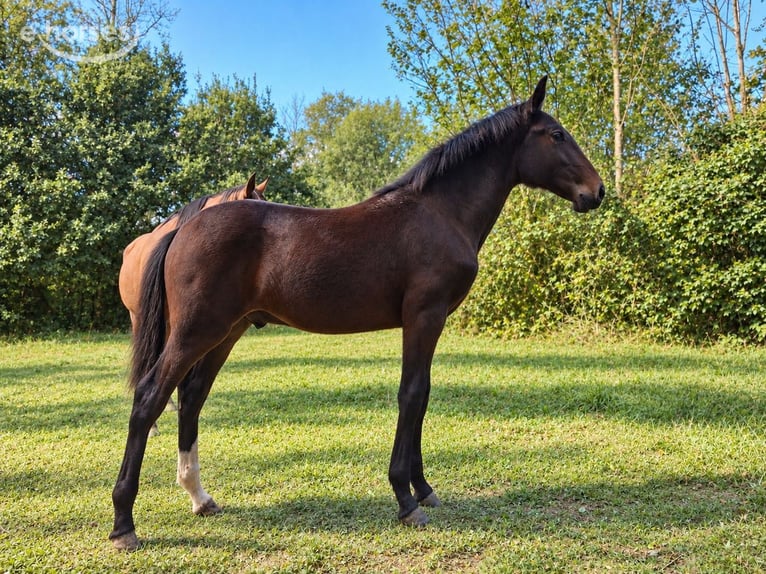 Lusitanos Semental Potro (05/2026) 165 cm Castaño oscuro in Lothey