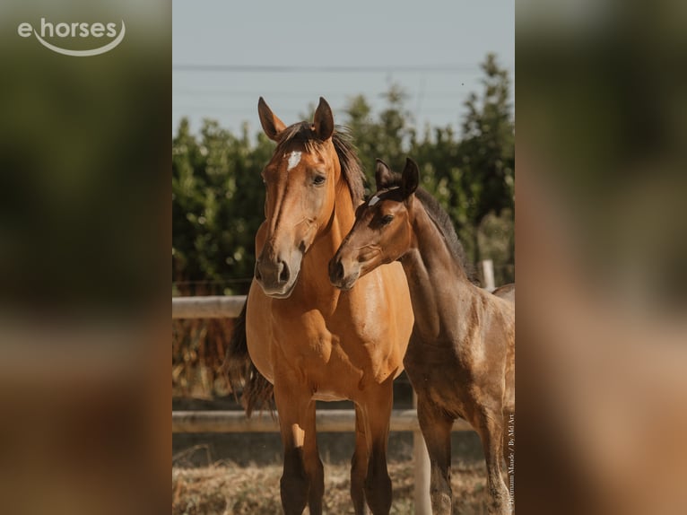 Lusitanos Semental Potro (05/2026) 165 cm Castaño oscuro in Lothey