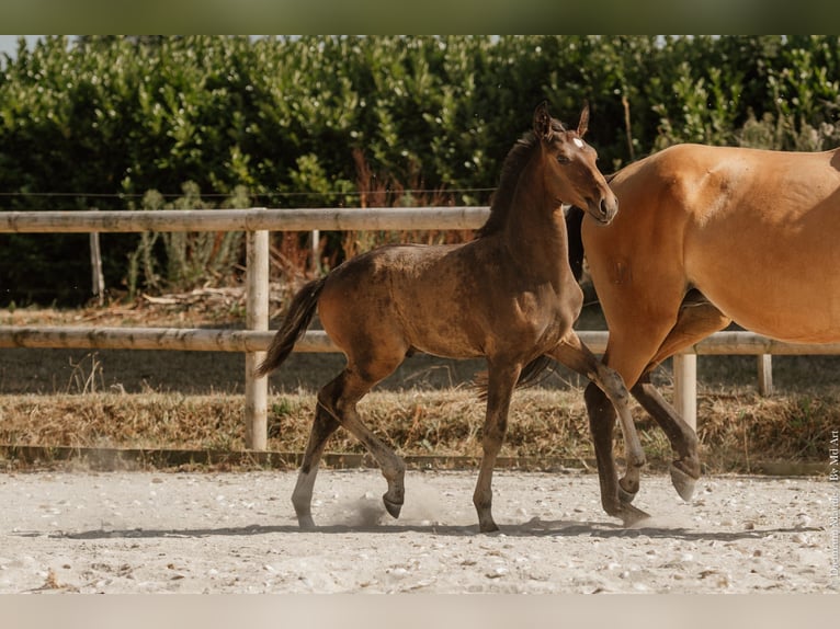 Lusitanos Semental Potro (05/2026) 165 cm Castaño oscuro in Pleyben
