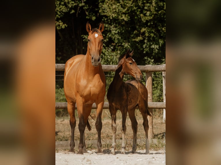 Lusitanos Semental Potro (05/2026) 165 cm Castaño oscuro in Pleyben