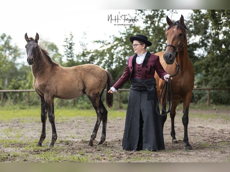 Lusitanos Semental  165 cm Negro in Lefitz