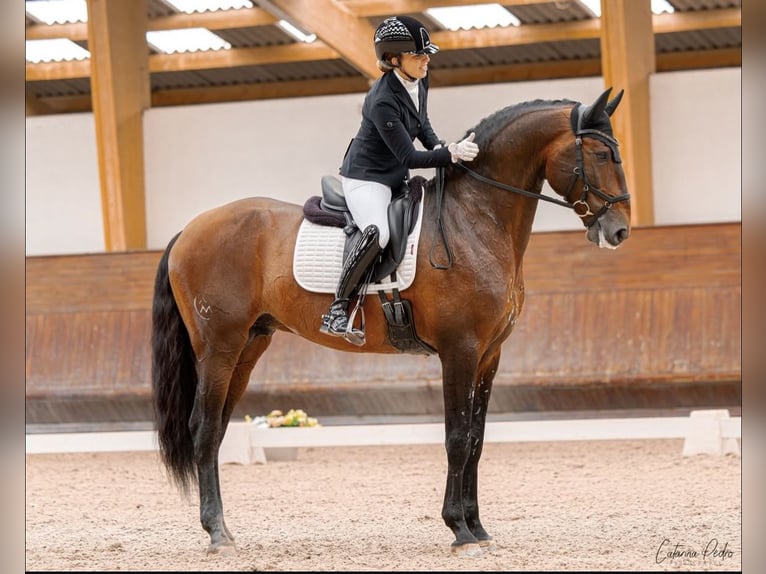 Lusitanos Semental Potro (04/2026) 166 cm Buckskin/Bayo in FuchstalFuchstal