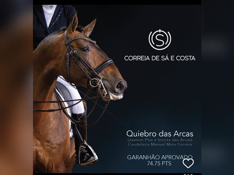 Lusitanos Semental Potro (04/2026) 166 cm Buckskin/Bayo in FuchstalFuchstal