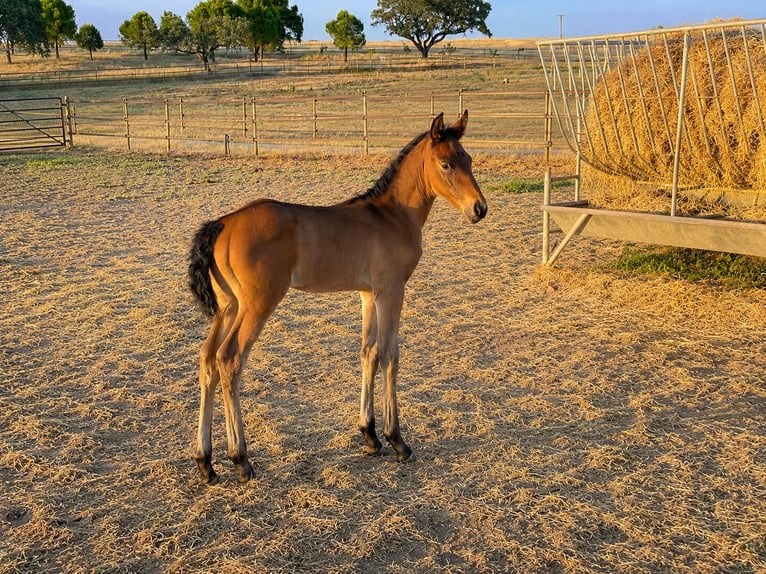 Lusitanos Semental Potro (05/2026) 170 cm Castaño in Alcacovas