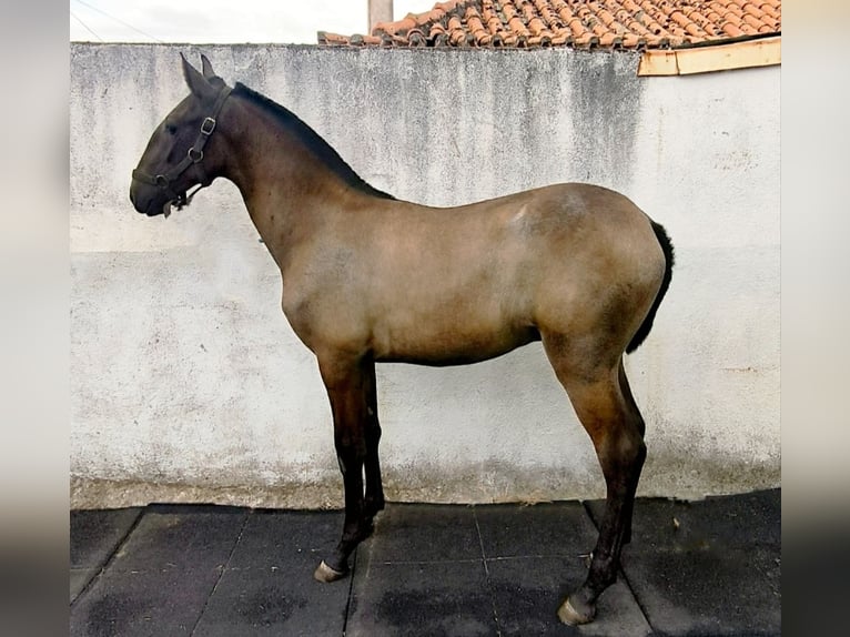 Lusitanos Semental Potro (07/2026) 170 cm Tordo in Penha Garcia