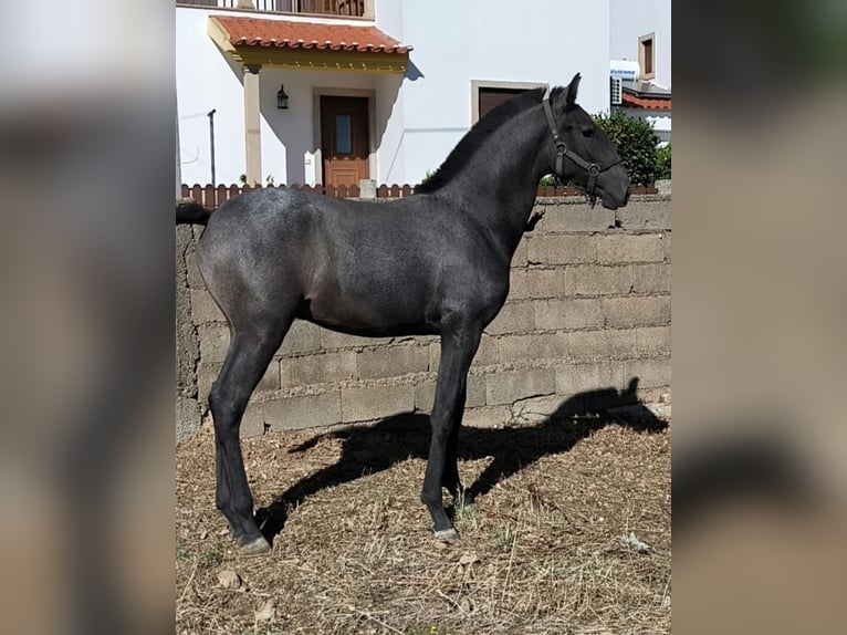 Lusitanos Semental Potro (07/2026) 170 cm Tordo in Penha Garcia