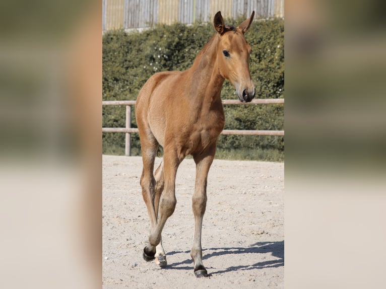 Lusitanos Semental Potro (01/2026) Buckskin/Bayo in Grury