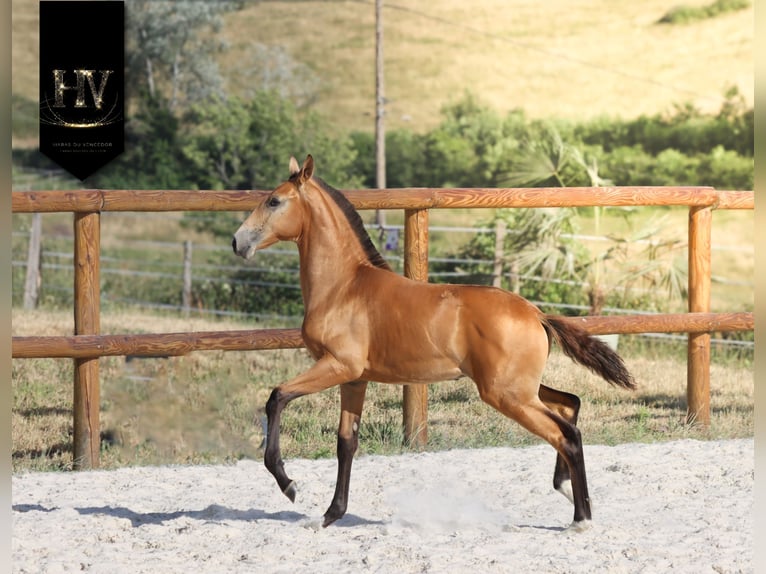Lusitanos Semental Potro (01/2026) Buckskin/Bayo in Grury