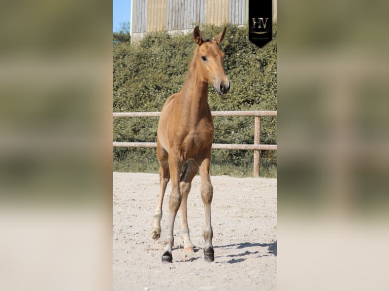 Lusitanos Semental Potro (01/2026) Buckskin/Bayo in Grury