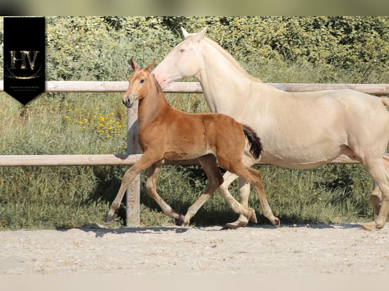 Lusitanos Semental Potro (01/2026) Buckskin/Bayo in Grury