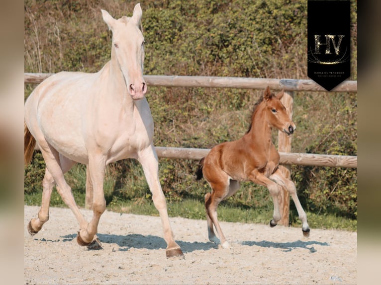 Lusitanos Semental Potro (01/2026) Buckskin/Bayo in Grury