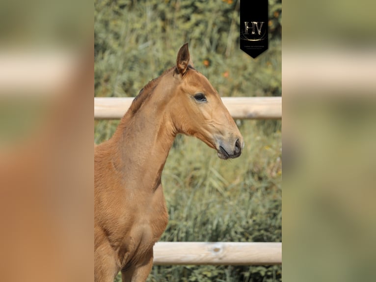 Lusitanos Semental Potro (01/2026) Buckskin/Bayo in Grury