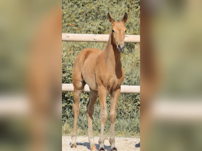 Lusitanos Semental Potro (01/2026) Buckskin/Bayo in Grury