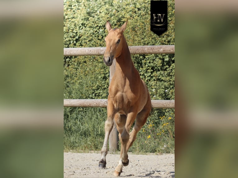 Lusitanos Semental Potro (01/2026) Buckskin/Bayo in Grury