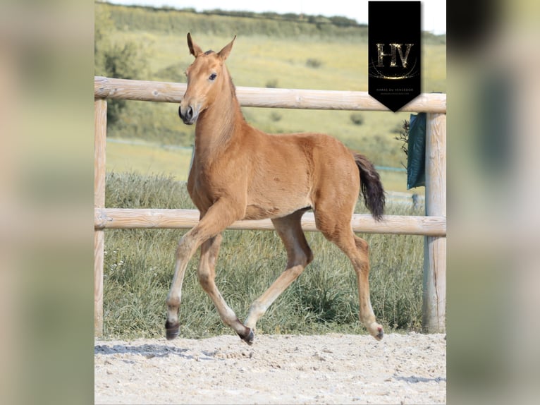 Lusitanos Semental Potro (01/2026) Buckskin/Bayo in Grury
