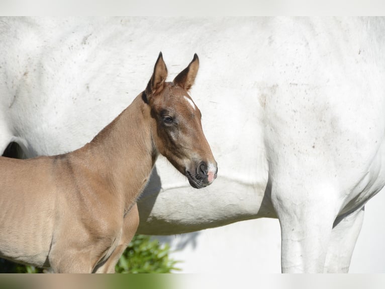 Lusitanos Semental Potro (01/2024) Castaño in Agua Derramada